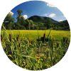 Image for Golf Club Frassanelle course